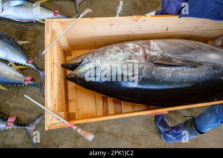 Nachikatsuura, Japon - 19 mars 2023: Thon aux enchères sur le marché du thon à Nachikatsuura dans la péninsule de Kii, Japon. Banque D'Images