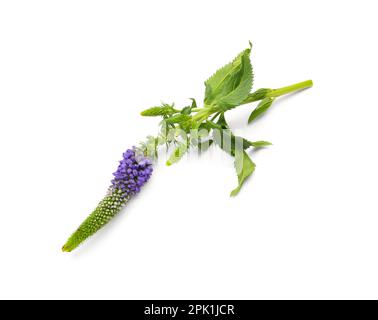 Fleur pourpre sur fond blanc Banque D'Images