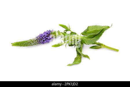 Fleur pourpre sur fond blanc Banque D'Images