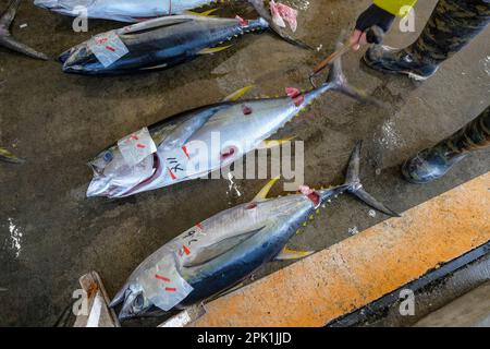 Nachikatsuura, Japon - 19 mars 2023: Thon aux enchères sur le marché du thon à Nachikatsuura dans la péninsule de Kii, Japon. Banque D'Images