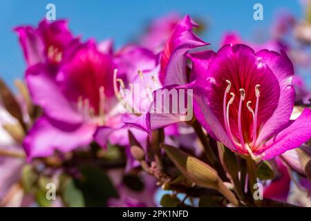 Arbre d'orchidées de Bauhinia en fleurs. Fleurs roses gros plan. Printemps Banque D'Images