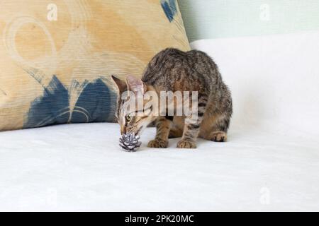 Un chaton gris snihes un cône d'arbre de Noël gros plan Banque D'Images