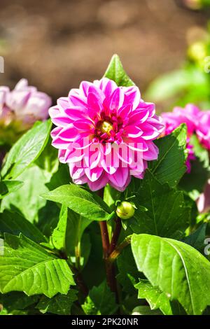 Fleur rose sur fond vert flou. Fleurs de dahlia dans le jardin. Photo avec une faible profondeur de champ. Banque D'Images
