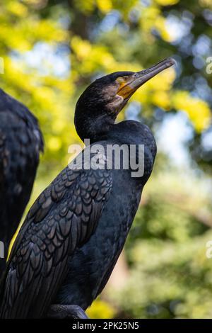 Le grand cormoran, Phalacrocorax carbo, assis sur l'arbre. Banque D'Images