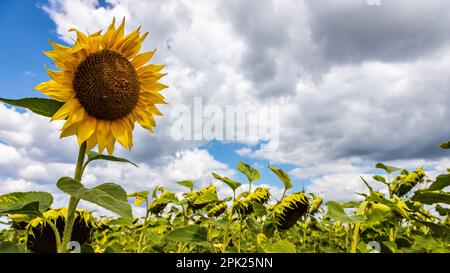 champ de ferme rural avec des têtes de disques sèches et mûres de tournesol commun prêtes pour la récolte, et une fleur tardive dans le ciel bleu d'été Banque D'Images