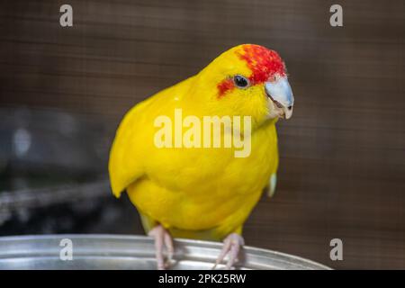 Bébé Kakariki parakeet à façade rouge, jaune, à carreaux rouges, Cyanoramphus novaezelandiae. Banque D'Images