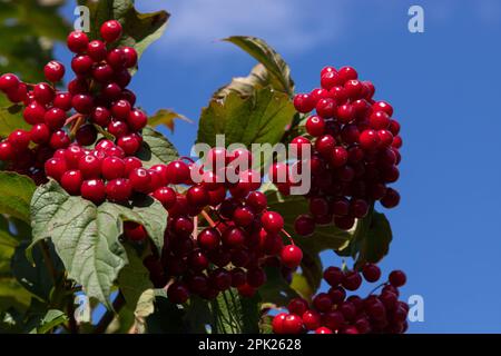 Viburnum ordinaire. Viburnum branches avec baies rouges et feuilles, Viburnum vulgaris, contre un ciel bleu à la fin de l'été, par une journée ensoleillée. Grappes de rouge Banque D'Images