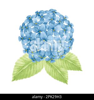 Belles fleurs bleues, eucalyptus hortensias, illustration vectorielle d'aquarelle dessinée à la main pour carte de vœux ou invitation Illustration de Vecteur