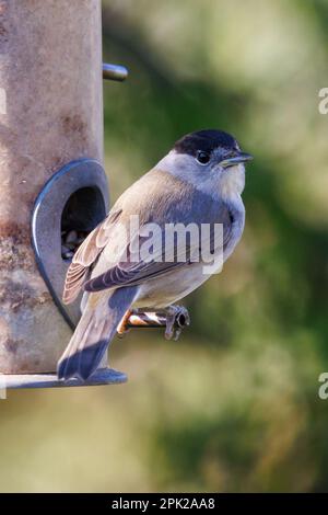 Blackcap (Sylvia atricapilla) sur un mangeoire à oiseaux, Sussex, Royaume-Uni Banque D'Images