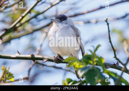 Blackcap (Sylvia atricapilla) dans un jardin à Sussex, Royaume-Uni Banque D'Images