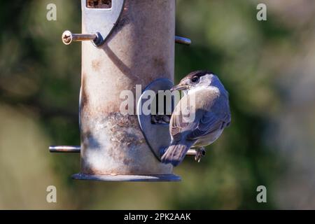 Blackcap (Sylvia atricapilla) sur un mangeoire à oiseaux, Sussex, Royaume-Uni Banque D'Images