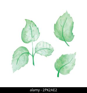 Feuille verte aquarelle vectorielle, illustration vectorielle aquarelle dessinée à la main pour carte de vœux ou invitation Illustration de Vecteur