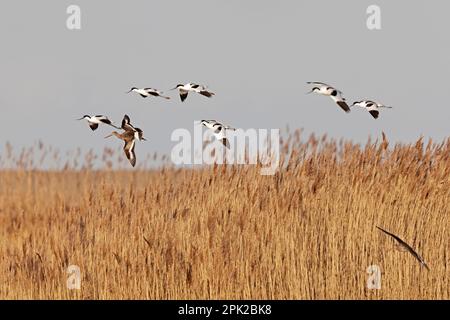 Troupeau d'Avoquets en vol depuis le Babcock Hide CLEY Marshes Royaume-Uni Banque D'Images