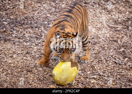 Londres, Royaume-Uni. 5 avril 2023. Crispin et Zac, l’un des mordus de tigres sumatran, vieux de neuf mois et en danger critique, enfuie un sentier parfumé à la cannelle laissé par les zoos avant du déchirer dans des œufs géants en machette de papier, au cours d’une séance photo au zoo de Londres ZSL, avant la chasse aux œufs normale au zoo pendant les vacances de Pâques. En cours d'exécution jusqu'au 16 avril, les enfants sont invités à participer à une chasse aux œufs à la suite d'indices éducatifs sur le thème des animaux et d'énigmes sans embrouillements afin de craquer le code et de trouver l'œuf d'or caché. Credit: Stephen Chung / Alay Live News Banque D'Images