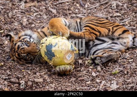 Londres, Royaume-Uni. 5 avril 2023. Crispin et Zac, l’un des mordus de tigres sumatran, vieux de neuf mois et en danger critique, enfuie un sentier parfumé à la cannelle laissé par les zoos avant du déchirer dans des œufs géants en machette de papier, au cours d’une séance photo au zoo de Londres ZSL, avant la chasse aux œufs normale au zoo pendant les vacances de Pâques. En cours d'exécution jusqu'au 16 avril, les enfants sont invités à participer à une chasse aux œufs à la suite d'indices éducatifs sur le thème des animaux et d'énigmes sans embrouillements afin de craquer le code et de trouver l'œuf d'or caché. Credit: Stephen Chung / Alay Live News Banque D'Images