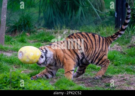 Londres, Royaume-Uni. 5 avril 2023. Crispin et Zac, l’un des mordus de tigres sumatran, vieux de neuf mois et en danger critique, enfuie un sentier parfumé à la cannelle laissé par les zoos avant du déchirer dans des œufs géants en machette de papier, au cours d’une séance photo au zoo de Londres ZSL, avant la chasse aux œufs normale au zoo pendant les vacances de Pâques. En cours d'exécution jusqu'au 16 avril, les enfants sont invités à participer à une chasse aux œufs à la suite d'indices éducatifs sur le thème des animaux et d'énigmes sans embrouillements afin de craquer le code et de trouver l'œuf d'or caché. Credit: Stephen Chung / Alay Live News Banque D'Images