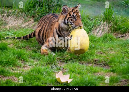 Londres, Royaume-Uni. 5 avril 2023. Crispin et Zac, l’un des mordus de tigres sumatran, vieux de neuf mois et en danger critique, enfuie un sentier parfumé à la cannelle laissé par les zoos avant du déchirer dans des œufs géants en machette de papier, au cours d’une séance photo au zoo de Londres ZSL, avant la chasse aux œufs normale au zoo pendant les vacances de Pâques. En cours d'exécution jusqu'au 16 avril, les enfants sont invités à participer à une chasse aux œufs à la suite d'indices éducatifs sur le thème des animaux et d'énigmes sans embrouillements afin de craquer le code et de trouver l'œuf d'or caché. Credit: Stephen Chung / Alay Live News Banque D'Images