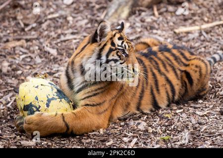 Londres, Royaume-Uni. 5 avril 2023. Crispin et Zac, l’un des mordus de tigres sumatran, vieux de neuf mois et en danger critique, enfuie un sentier parfumé à la cannelle laissé par les zoos avant du déchirer dans des œufs géants en machette de papier, au cours d’une séance photo au zoo de Londres ZSL, avant la chasse aux œufs normale au zoo pendant les vacances de Pâques. En cours d'exécution jusqu'au 16 avril, les enfants sont invités à participer à une chasse aux œufs à la suite d'indices éducatifs sur le thème des animaux et d'énigmes sans embrouillements afin de craquer le code et de trouver l'œuf d'or caché. Credit: Stephen Chung / Alay Live News Banque D'Images