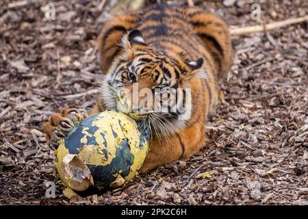 Londres, Royaume-Uni. 5 avril 2023. Crispin et Zac, l’un des mordus de tigres sumatran, vieux de neuf mois et en danger critique, enfuie un sentier parfumé à la cannelle laissé par les zoos avant du déchirer dans des œufs géants en machette de papier, au cours d’une séance photo au zoo de Londres ZSL, avant la chasse aux œufs normale au zoo pendant les vacances de Pâques. En cours d'exécution jusqu'au 16 avril, les enfants sont invités à participer à une chasse aux œufs à la suite d'indices éducatifs sur le thème des animaux et d'énigmes sans embrouillements afin de craquer le code et de trouver l'œuf d'or caché. Credit: Stephen Chung / Alay Live News Banque D'Images