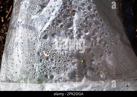 Gouttelettes d'eau bulles d'air condensation sur la surface intérieure du tunnel en plastique protégeant les plantes dans un jardin au début du printemps pays de Galles Royaume-Uni. KATHY DEWITT Banque D'Images