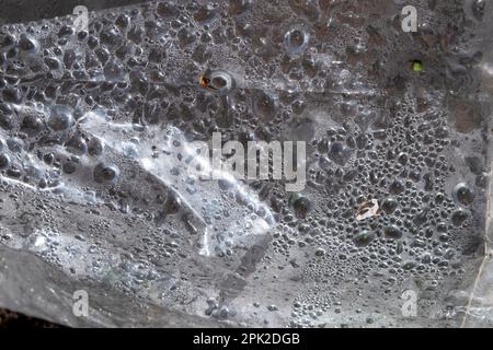 Gouttelettes d'eau bulles d'air condensation sur la surface intérieure du tunnel en plastique protégeant les plantes dans un jardin au début du printemps pays de Galles Royaume-Uni. KATHY DEWITT Banque D'Images