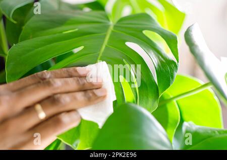 Main d'une femme noire nettoyant une feuille d'un Monstera deliciosa Banque D'Images