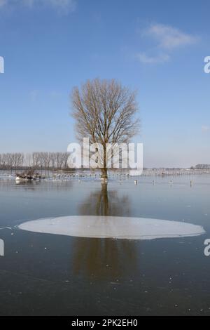 Terre sous la glace... Au cours des crues hivernales ( Bas Rhin ), l'île Bislicher, après les crues du Rhin, est venue le gel Banque D'Images