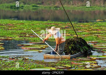 Mato Grosso, Brésil, homme nettoyant l'eau avec des nénuphars (Victoria regia), Porto Joffre, Pantanal, Mato Grosso, Banque D'Images