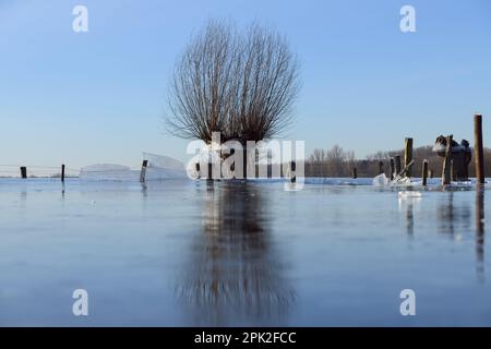 Atterrir... Saules de tête ( inondation d'hiver Rhénanie 2020/2021 ) dans la glace, après l'inondation est venu de gel sévère, qui a gelé de larges plaines d'inondation épaisses Banque D'Images