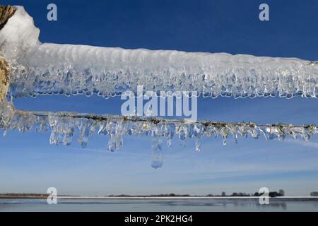 L'âge de la glace... Glaces ( inondation du Rhin ) sur une clôture de pâturage sur l'île Bislicher à l'hiver 2020/2021 Banque D'Images