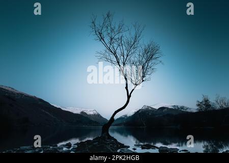 Lone Tree, Llyn Padarn Banque D'Images