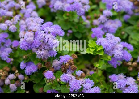 Flossflower Ageratum houstonianum dans le jardin, région de Grenade, Espagne. Fleurs violettes ageratum dans le jardin. Banque D'Images