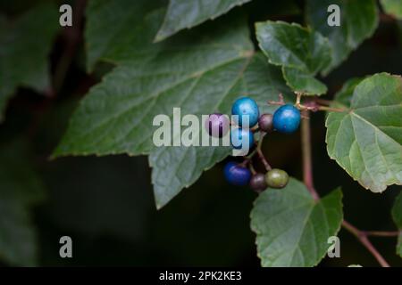 Vitesse rampante Ampelopsis heterophylla . Appelé Porcelain Berry, Amur peppervine et Wild raisin aussi. Un autre nom scientifique est Ampelopsis grandulosa var.. b Banque D'Images