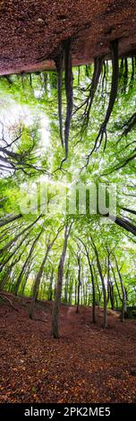 Panorama vertical des arbres dans une petite forêt avec troncs déformés, regardant vers le ciel. Banque D'Images