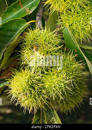 Gros plan de fruits à la noix de Chestnut (Castanea sativa) piquant sur arbre avec feuilles en septembre, Bradgate Park Leicestershire, Angleterre, Royaume-Uni Banque D'Images