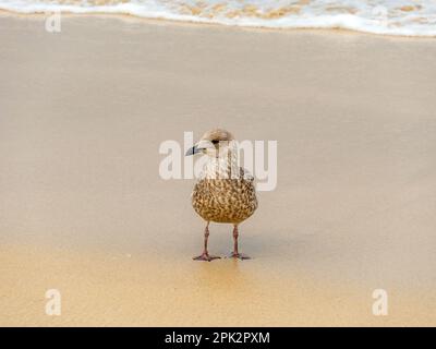 Un jeune Goéland argenté européen (Larus argentatus) debout sur une plage de sable, Angleterre, Royaume-Uni Banque D'Images