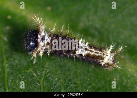 Larve de papillons, Papilio constantinus Banque D'Images