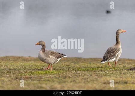 Deux bernaches graylag se tenant sur l'herbe au bord du lac Banque D'Images