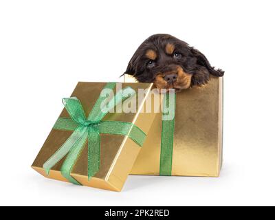 Mignon choc et brun clair chien chien chiot Coclerspaniel, assis dans la boîte cadeau couleur gol. En regardant par-dessus le bord vers la caméra, isolée sur un arrière-plan blanc. Banque D'Images