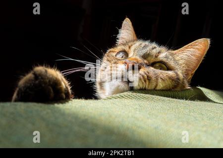 Gros plan d'un chat domestique se reposant au soleil sur un canapé à l'intérieur. Tabby paresseux chat. Chat mignon couché au soleil. Détail du visage d'un chat. Museau d'un chat Banque D'Images