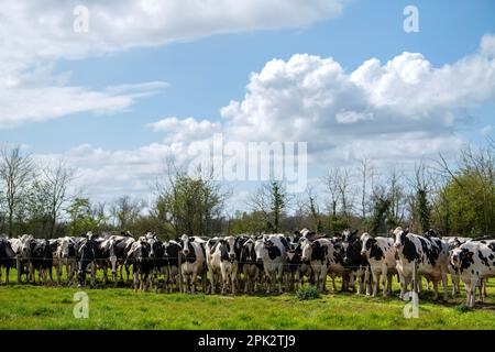 On entend parler de vaches provenant des champs pour les traire dans une ferme laitière du Wiltshire, en Angleterre. Banque D'Images