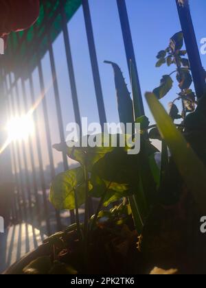 Image d'une plante en pot verte placée devant une fenêtre et d'une clôture blanche en arrière-plan Banque D'Images