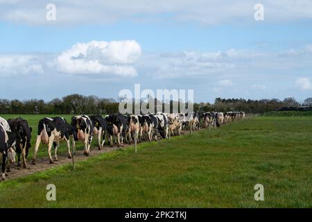 On entend parler de vaches provenant des champs pour les traire dans une ferme laitière du Wiltshire, en Angleterre. Banque D'Images