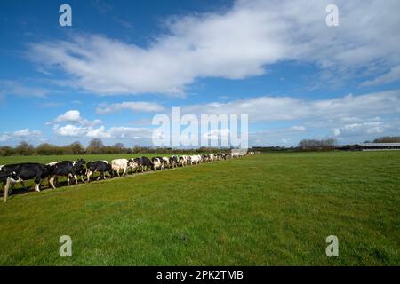 On entend parler de vaches provenant des champs pour les traire dans une ferme laitière du Wiltshire, en Angleterre. Banque D'Images