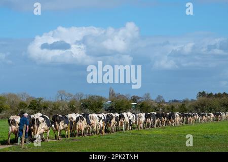 On entend parler de vaches provenant des champs pour les traire dans une ferme laitière du Wiltshire, en Angleterre. Banque D'Images