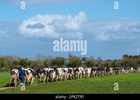 On entend parler de vaches provenant des champs pour les traire dans une ferme laitière du Wiltshire, en Angleterre. Banque D'Images