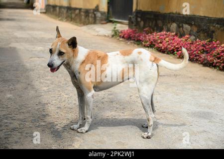 Des chiens errants affamés se promène dans la rue asiatique à la recherche de nourriture. Sri lanka. Banque D'Images