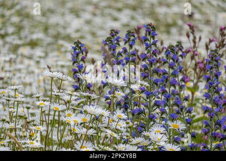 Prairie florale avec principalement des marguerites (Leucanthemum) et des vipers bugloss, Muensterland, Rhénanie-du-Nord-Westphalie, Allemagne, Europe Banque D'Images