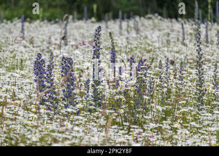 Prairie florale avec principalement des marguerites (Leucanthemum) et des vipers bugloss, Muensterland, Rhénanie-du-Nord-Westphalie, Allemagne, Europe Banque D'Images