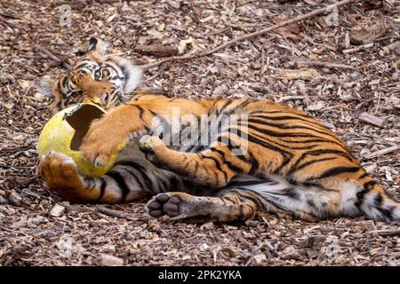 Londres, Royaume-Uni. 5 avril 2023. Crispin et Zac, l’un des mordus de tigres sumatran, vieux de neuf mois et en danger critique, enfuie un sentier parfumé à la cannelle laissé par les zoos avant du déchirer dans des œufs géants en machette de papier, au cours d’une séance photo au zoo de Londres ZSL, avant la chasse aux œufs normale au zoo pendant les vacances de Pâques. En cours d'exécution jusqu'au 16 avril, les enfants sont invités à participer à une chasse aux œufs à la suite d'indices éducatifs sur le thème des animaux et d'énigmes sans embrouillements afin de craquer le code et de trouver l'œuf d'or caché. Credit: Stephen Chung / Alay Live News Banque D'Images